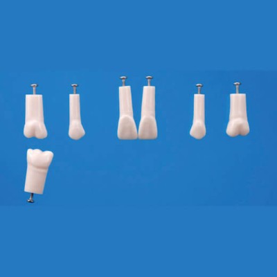 A12AN-200, Endodontic Tooth Model No. 21