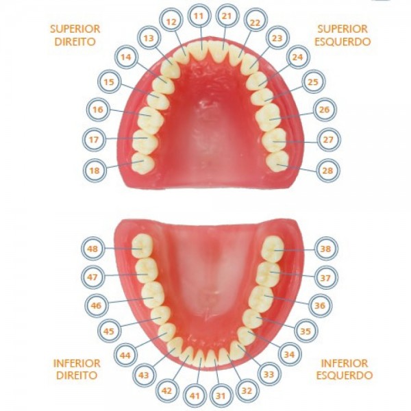 Pronew Student Tooth Refill, UL2/22, Lateral Incisor