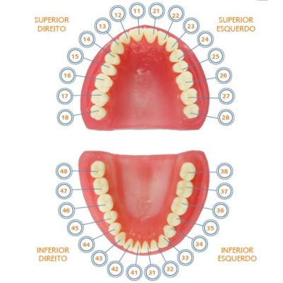 Pronew Student Tooth Refill, UL3/23, Canine