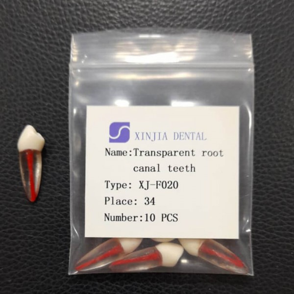 Training Transparent Root Canal Teeth No. 34