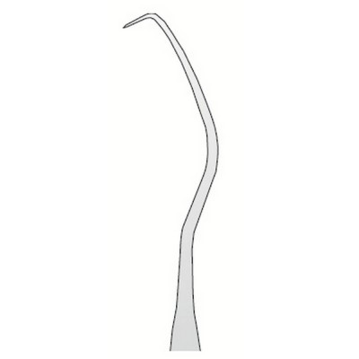 Explorer Anatomic N.17