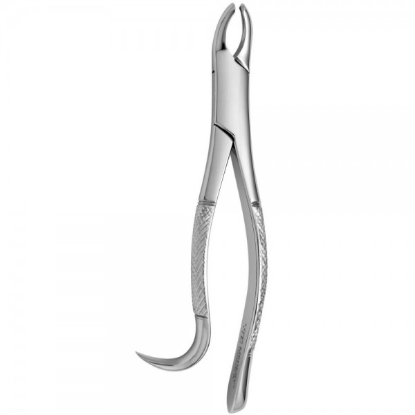 Tooth Forceps American N.24